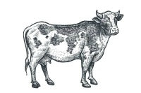 Cattle & Dairy