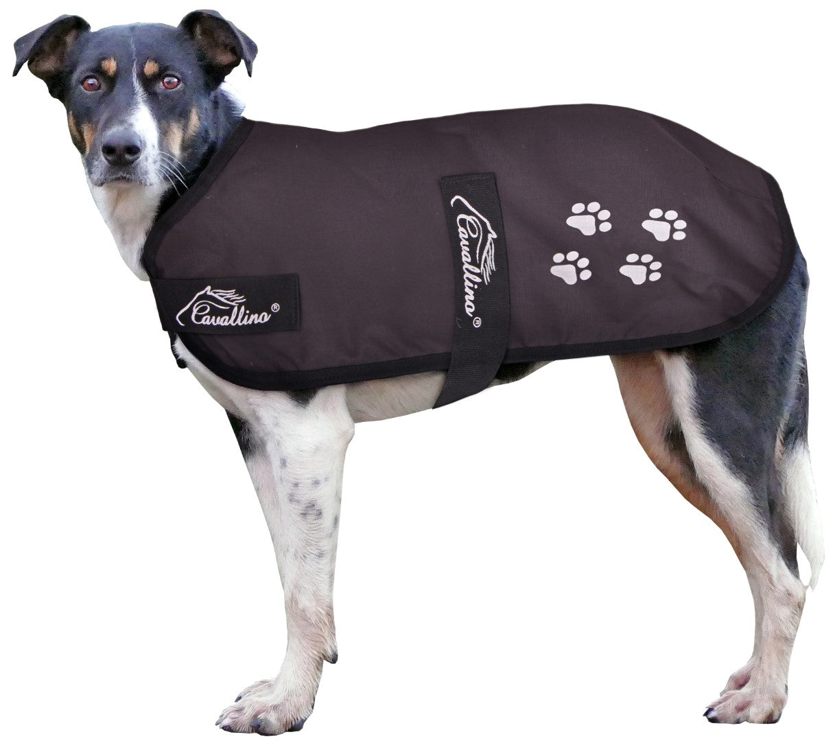 Cavallino Paw Print Dog Coat