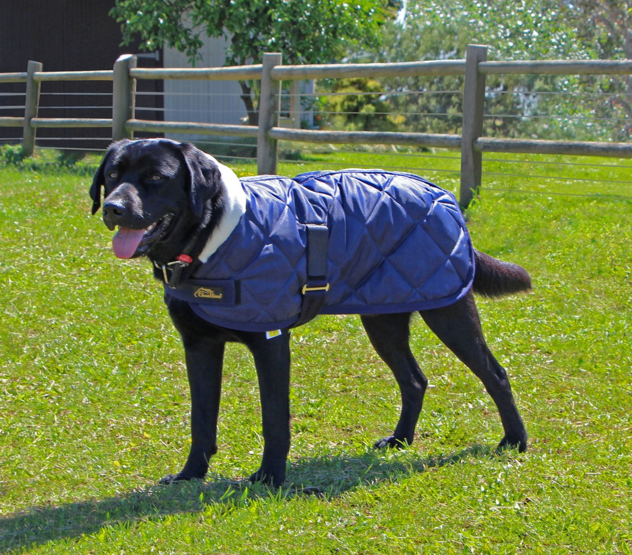 Cavallino Sherwood Dog Coat